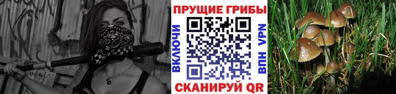 Галлюциногенные грибы GOLDEN TEACHER  Воскресенск 